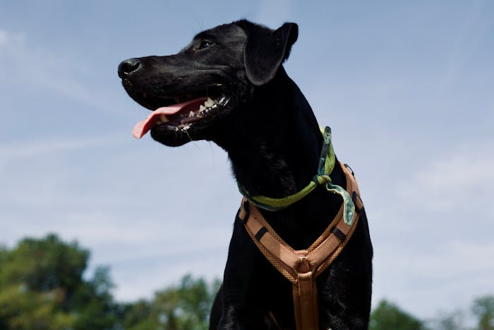 Tierarzt behandelt Hund