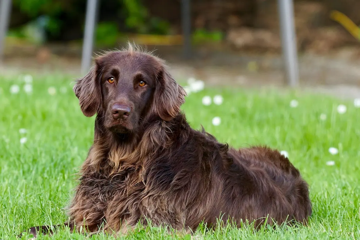 Hund als Beispiel für die Beratung zur Hundehalterhaftpflicht und Tierkrankenversicherung in Rostock