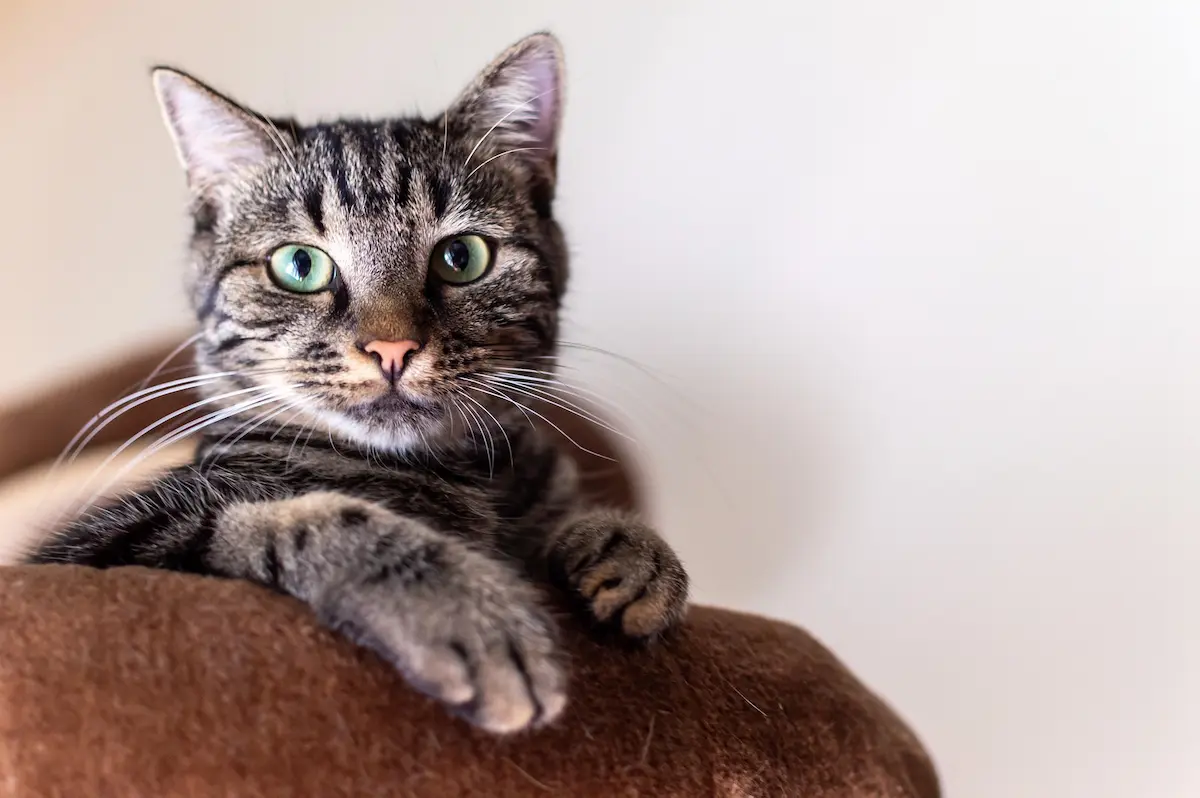 Katze als Beispiel für die Beratung zu OP-Schutz, Tierkrankenversicherung und Rücklage